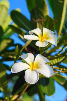 closeup white Plumeria on tree, beautiful flowers in garden