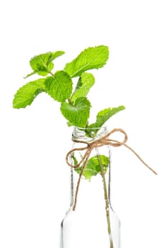 Fresh raw mint leaves isolated on white background