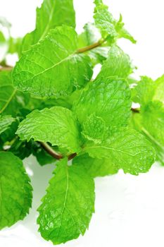 Fresh raw mint leaves isolated on white background