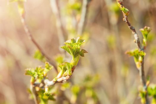 Fresh new green buds on currant branches at springtime in March or April farm garden background with copy space in horizontal format. Photo of a reviving blossoming nature