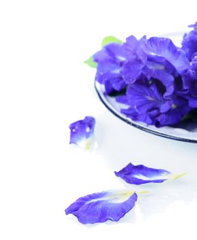 Fresh Butterfly pea flower, Clitoria ternatea on white background