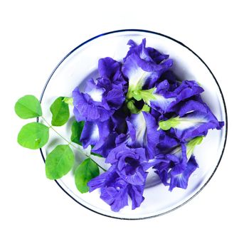 Fresh Butterfly pea flower, Clitoria ternatea on white background