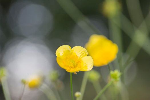 Small yellow flower on a blurred background.