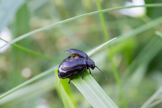 Black beetle on green foliage close up