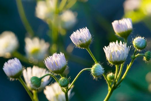Small white delicate flowers large