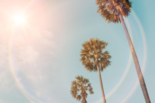 Tropical palm coconut trees on sunset sky flare and bokeh nature background.