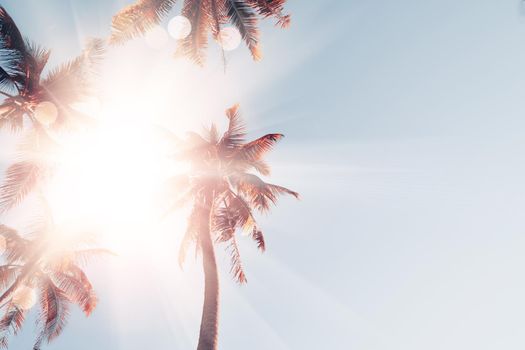 Tropical palm coconut trees on sunset sky flare and bokeh nature