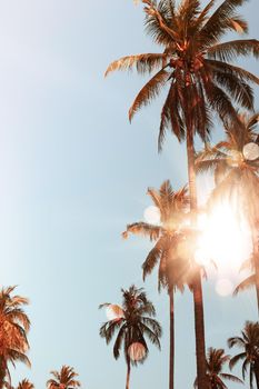 Tropical palm coconut trees on sunset sky flare and bokeh nature