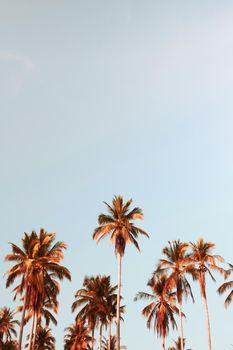 Tropical palm coconut trees on sunset sky flare and bokeh nature