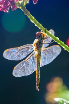 a dragonfly stay on branch