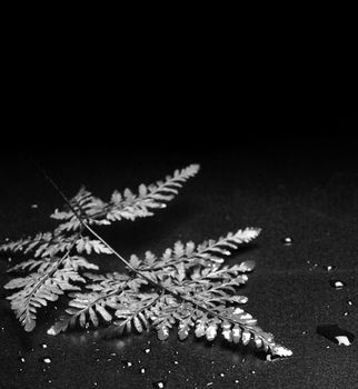closeup leaf on black background in black and white