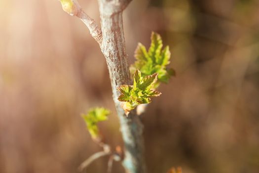 Fresh new green buds on currant branches at springtime in March or April farm garden background with copy space in horizontal format. Photo of a reviving blossoming nature