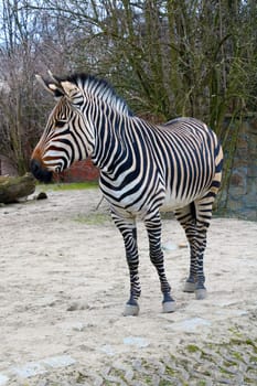 Beautiful young zebra close-up in the park