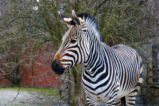 Beautiful young zebra close-up in the park