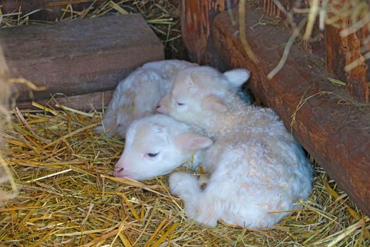 View of young sheep in the countryside