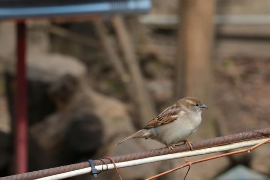 Close-up of a sparrow that sits on a branch