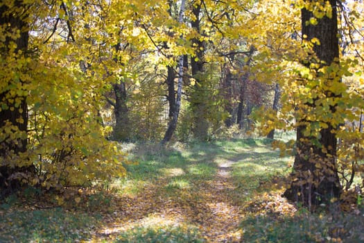 Autumn forest with yellow leaves and fallen leaves