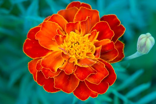 Orange flower large. Marigold