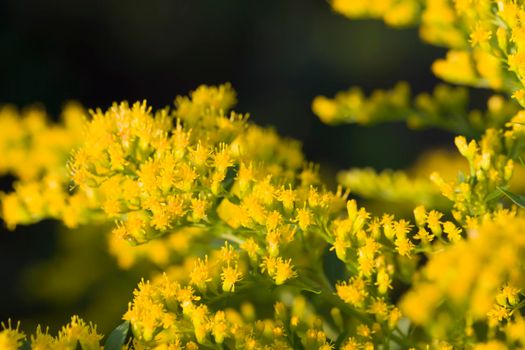 Fluffy yellow flowers on a dark background close up.
