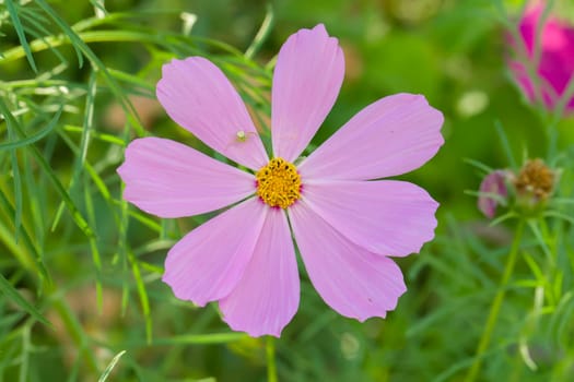 Pink flower on green background