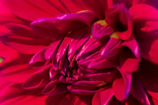Closeup of red flower petals