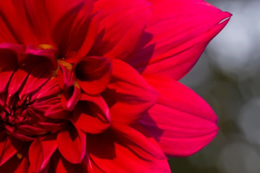 Closeup of red flower petals