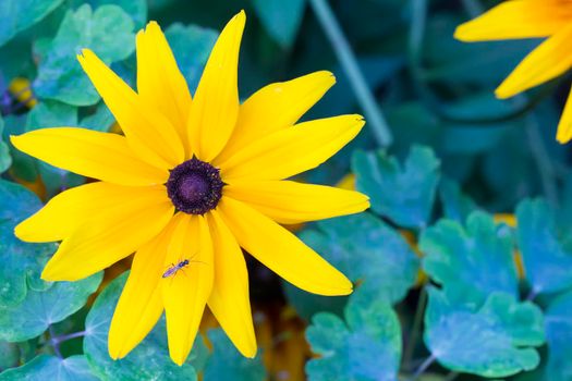 Yellow flower close-up on green background
