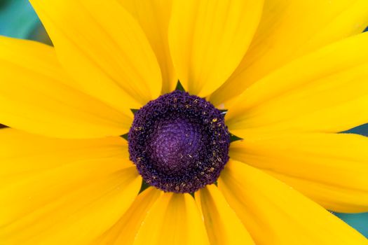 Fragment of a yellow flower close up