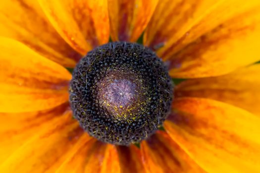 Fragment of a yellow flower close up