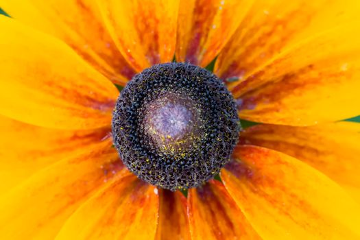 Fragment of a yellow flower close up