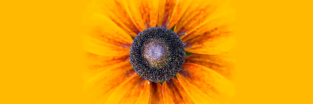 Panorama large yellow flower on a yellow background.Echinacea close up details on yellow banner wide background macro photo. Concept for summer, sun, sunshine, summer holidays travel, tropical flower and hot days. Large text negative panorama space.