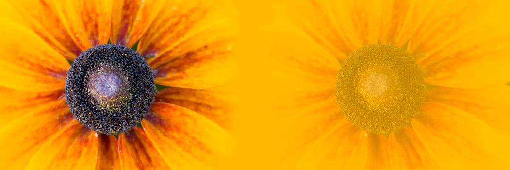 Panorama large yellow flower on a yellow background