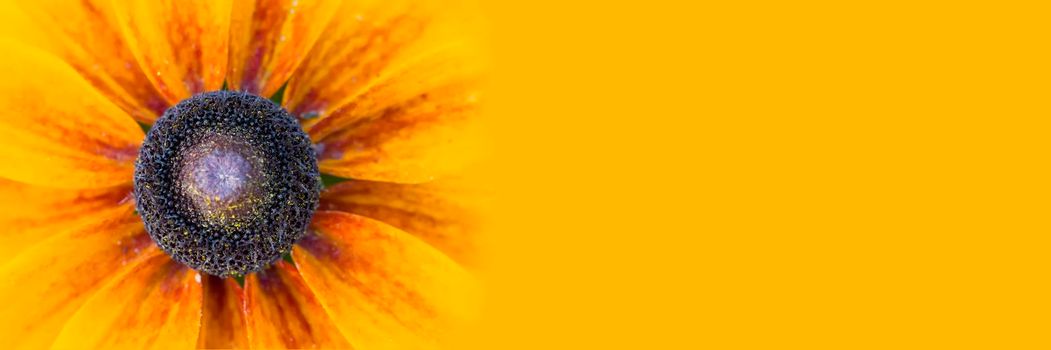 Panorama large yellow flower on a yellow background.Echinacea close up details on yellow banner wide background macro photo. Concept for summer, sun, sunshine, summer holidays travel, tropical flower and hot days. Large text negative panorama space.