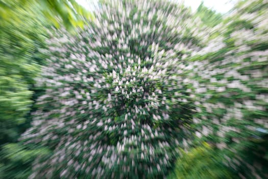 Flowering chestnuts