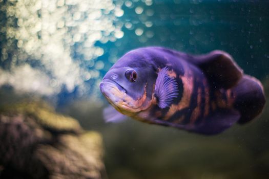 Fish of the class of percid Astronotus blue in the aquarium