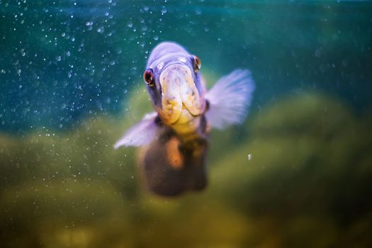 Fish of the class of percid Astronotus blue in the aquarium