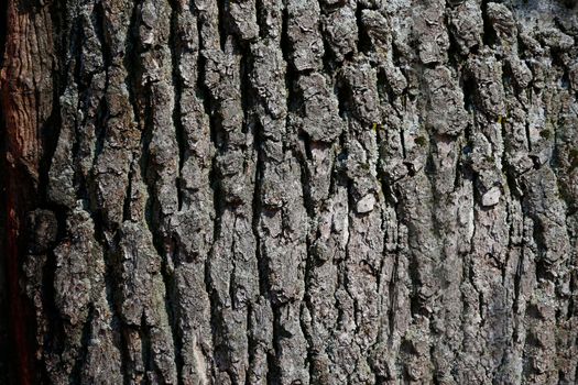 Texture of the bark of a tree