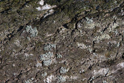 Texture of the bark of a tree