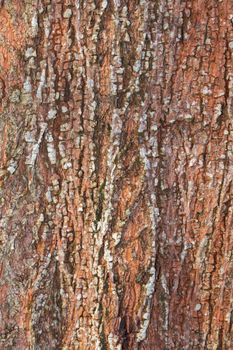 tree bark nature texture pattern wood background