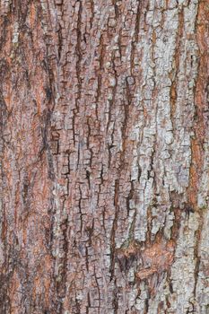 tree bark nature texture pattern wood background