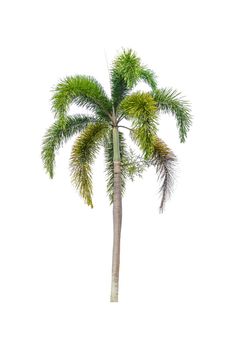 Palm tree Ornamental plants  beautiful on white background