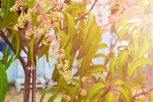 Close up Mango flower blooming at summer garden agriculture