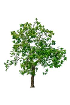 tree and leaf beautiful on white background