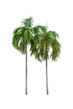 Palm tree Ornamental plants  beautiful on white background