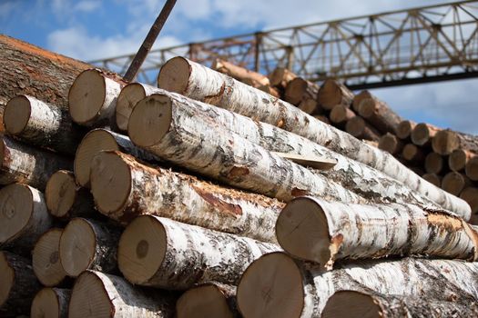 Birch logs at a wood processing plant.Woodworking industry