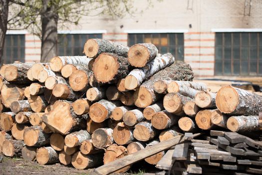 Logs in a wood processing plant.Woodworking industry