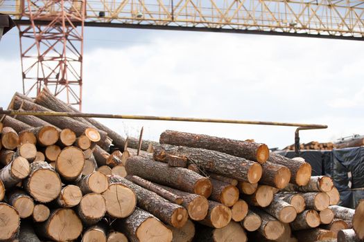 Logs in a wood processing plant.Woodworking industry