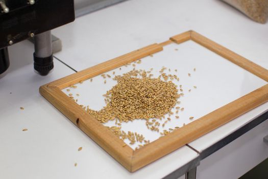 Laboratory research of grain