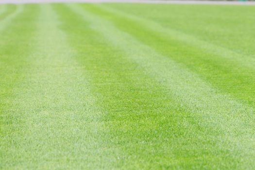 Green lawn for a football field