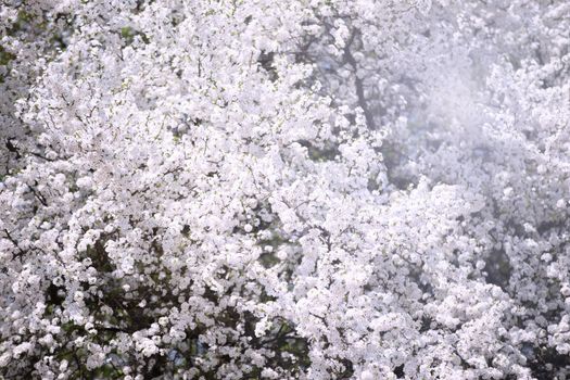 Flowering tree background.Flowering plum